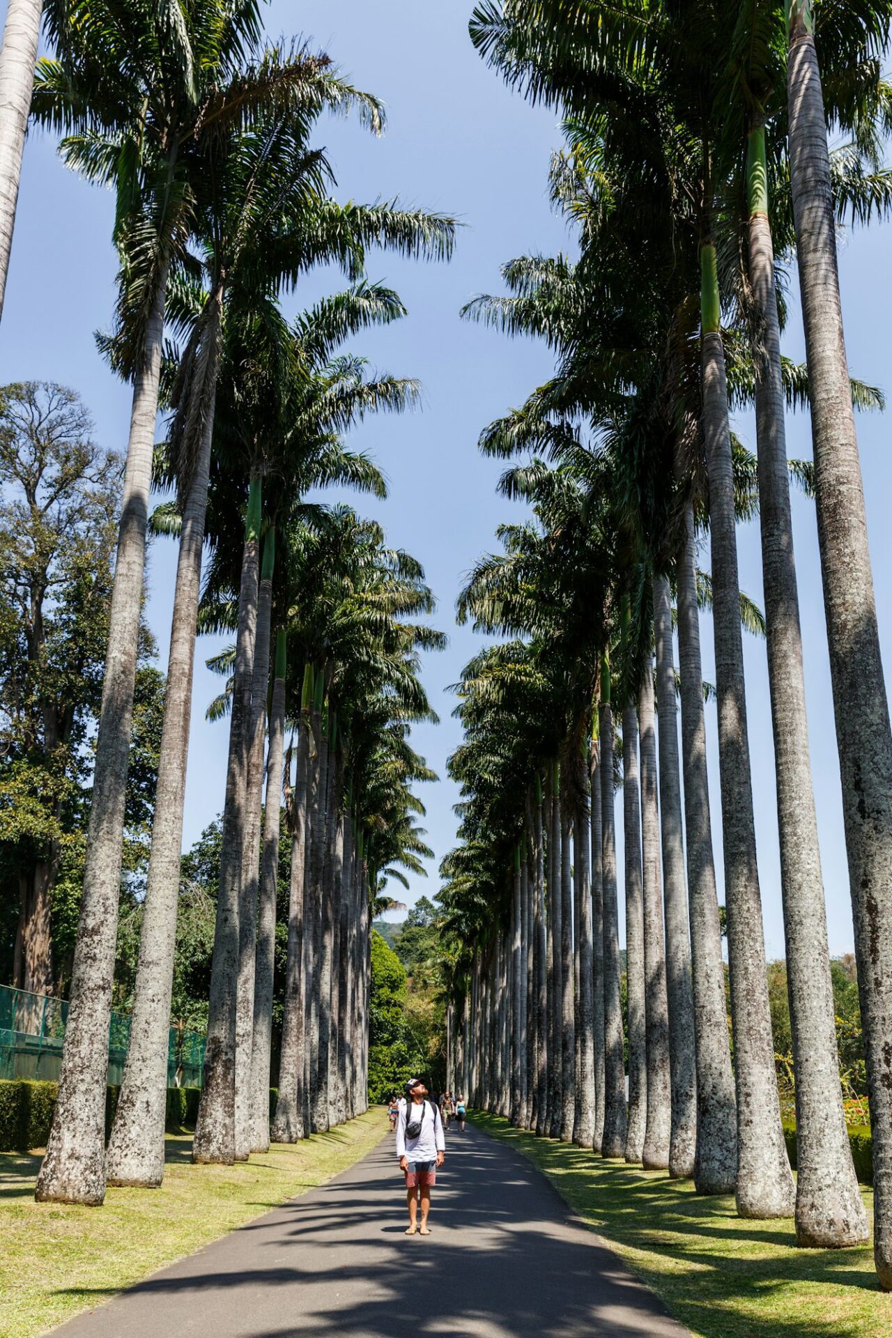 SRI LANKA, KANDY - JAN 17, 2017: tourist standing on path and looking at palm trees, sri lanka,